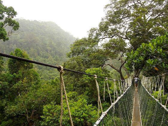 A rope canopy walkway through the rainforest at Taman Negara